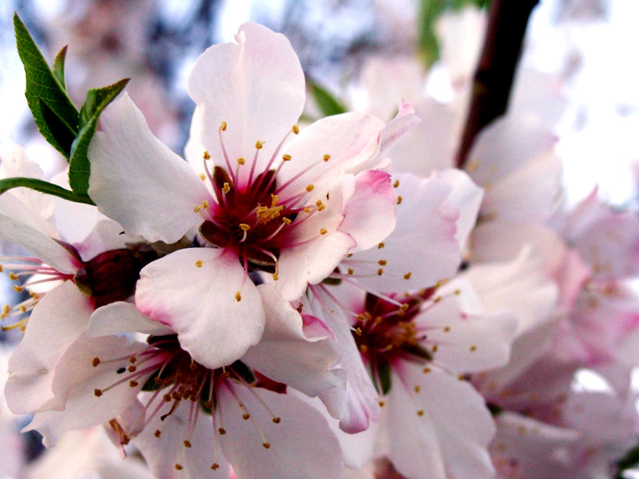 Blossom — editorial still collage for TV Flash